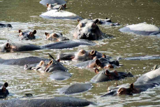 Hippo Herd