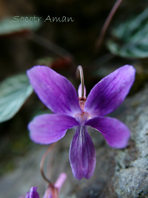 Viola variegata