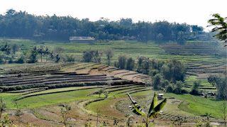 Indonesia, Isla de Java, Candi Selogriyo.