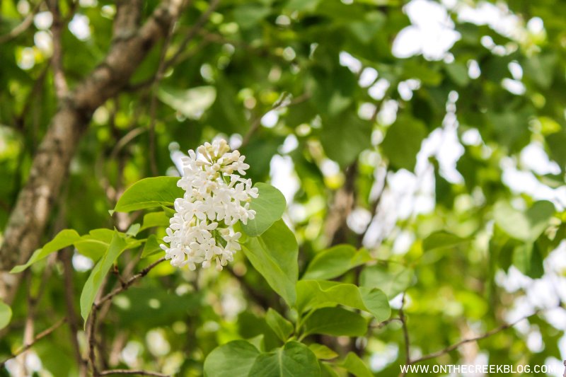 White lilac flowers | On The Creek Blog