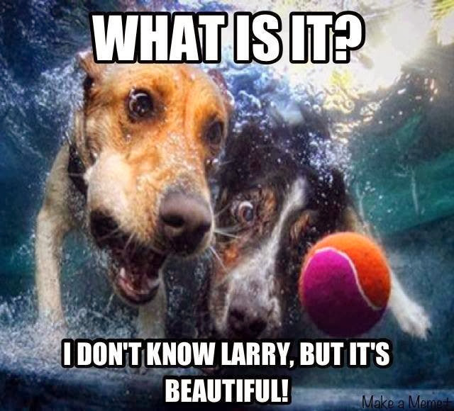 Funny pics of cats and dogs