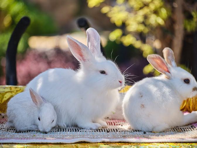 Rabbit care and maintenance