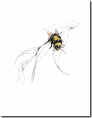 White Tailed Bumble Bee, Bombus lucorum