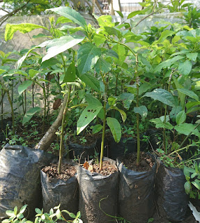 Melakukan perawatan pada budidaya alpukat merupakan pekerjaan penting yang menjadi faktor penentu dalam hasil panen buah alpukat. Perawatan alpukat sebetulnya sama saja dengan tanaman kebun lainnya. Namun karena ada beberapa petani yang belum mengetahui teknik perawatan alpukat maka kami akan mencoba mengulasnya pada perjumpaan kita kali ini. Berikut adalah rangkuman cara perawatan alpukat agar cepat berbuah dan terhindar dari serangan penyakit