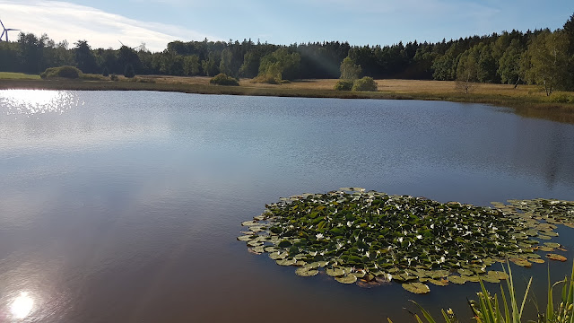 Unterer Weiher Weiherwiesen Tauchenweiler