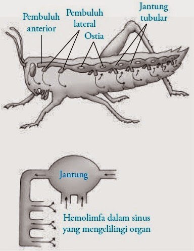 Transportasi pada  Hewan Avertebrata Protozoa Cacing 