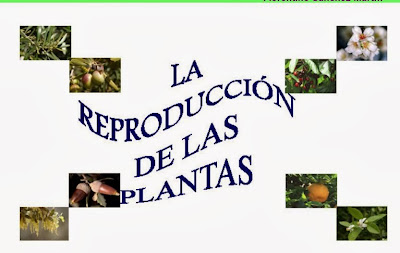 http://cplosangeles.juntaextremadura.net/web/edilim/curso_4/cmedio/las_plantas/la_reproduccion/la_reproduccion.html