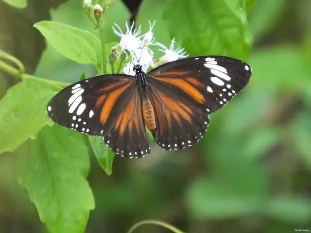 Mangrove Tiger butterfly (Danaus affinis mytilene)