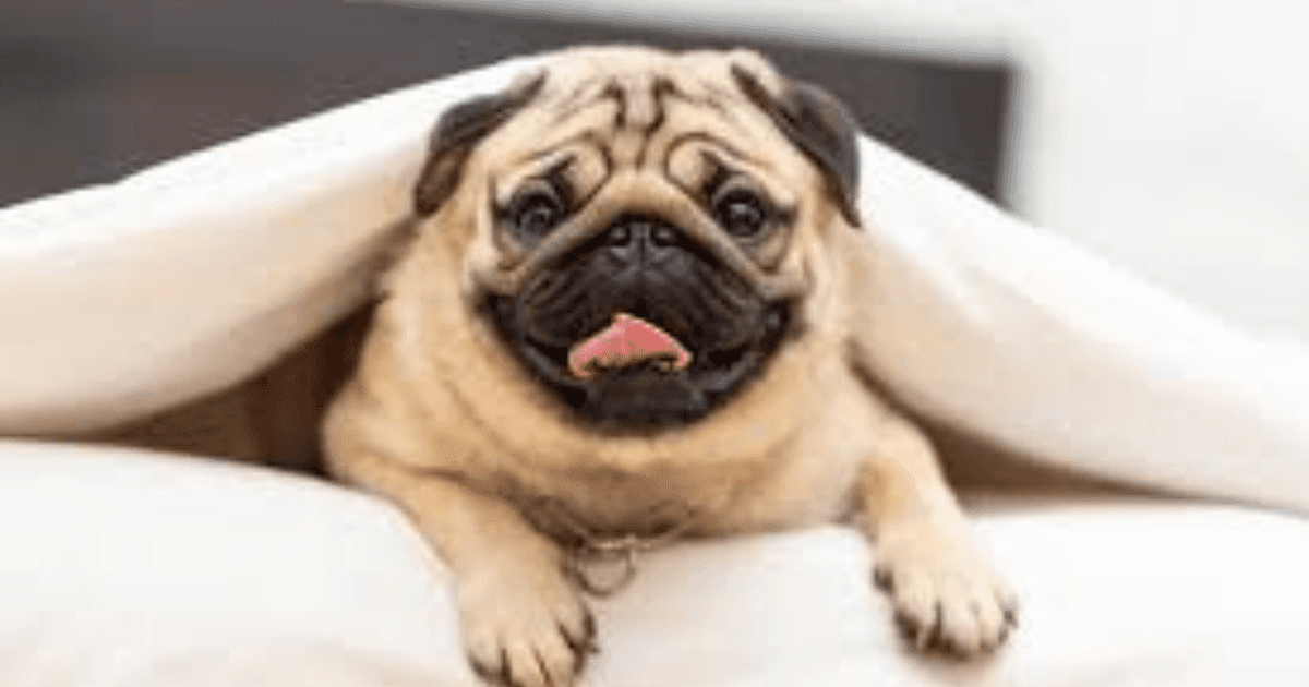 Pug