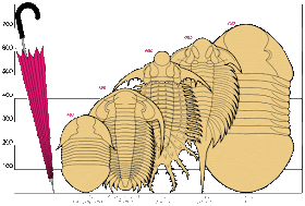 Comparativa tamaño Isotelus rex