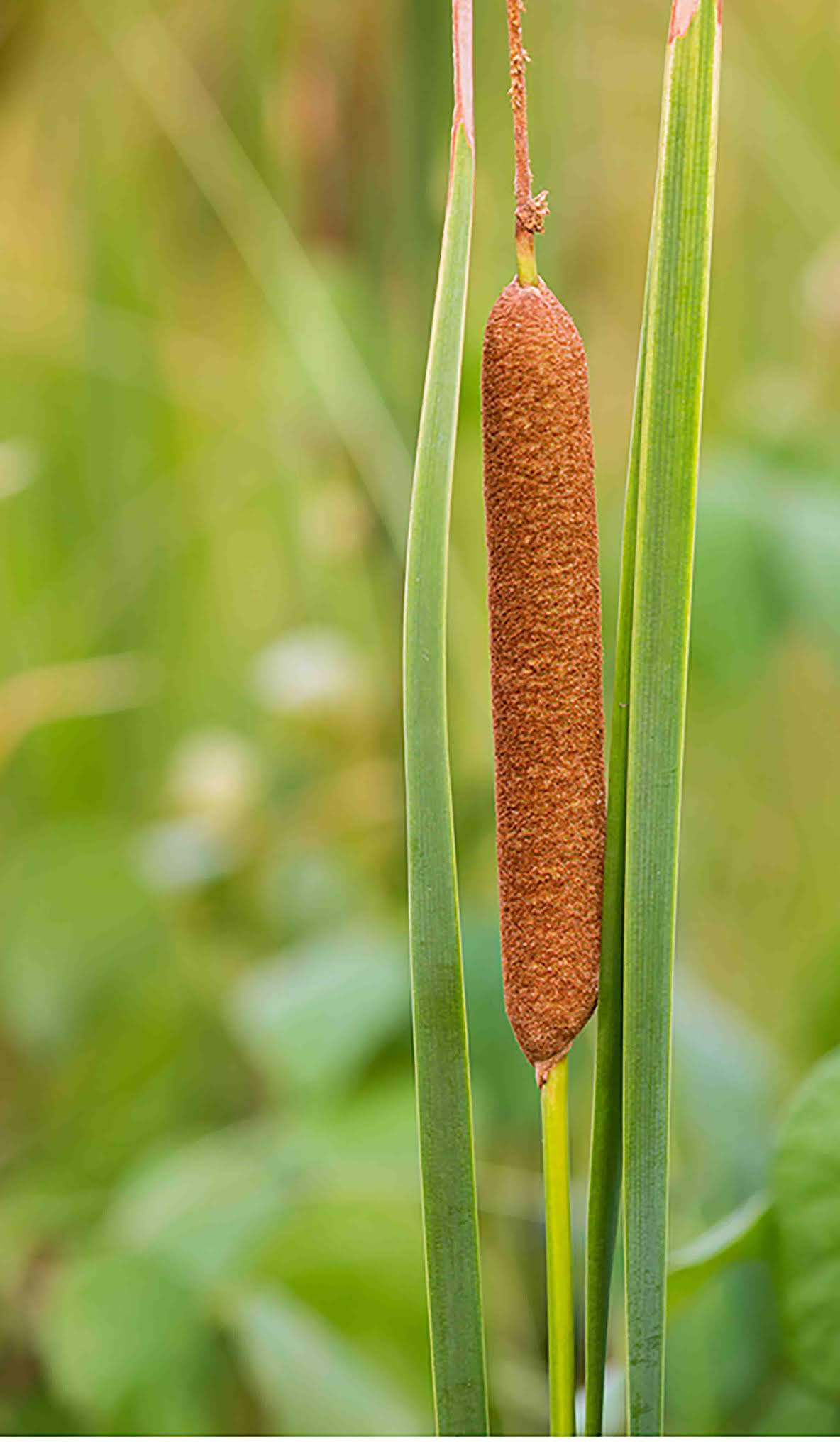 Reed Nature Marsh 1