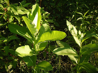 milkweed