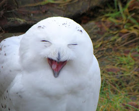 funny animals of the week, smiling owl