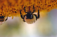 bee drinking sunflower nectar
