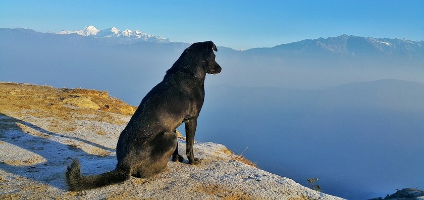 finding dog-friendly accommodation