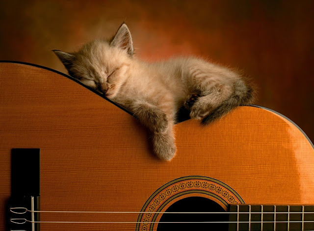 Cat Sleeping On Guitar Wallpaper