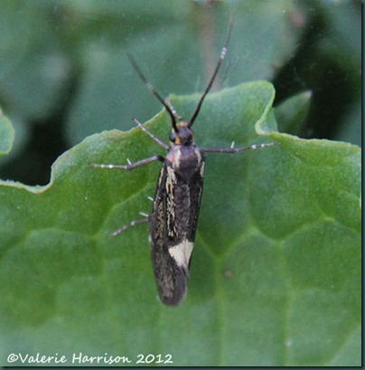 Sulphur-Tubic-Esperia-sulphurella-1