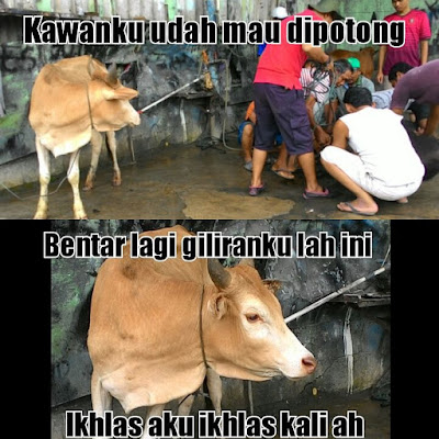 Kumpulan Meme dan Gambar Kocak Hewan Qurban yang Mengundang Tawa Terbaru  Kumpulan Meme dan Gambar Kocak Hewan Qurban yang Mengundang Tawa Terbaru 2018 