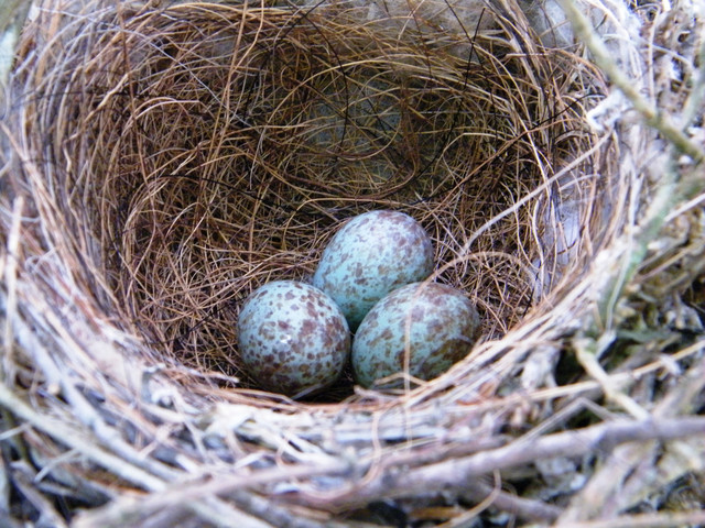 Bird Eggs Pictures