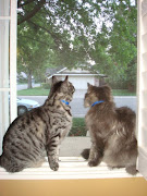 Kitties