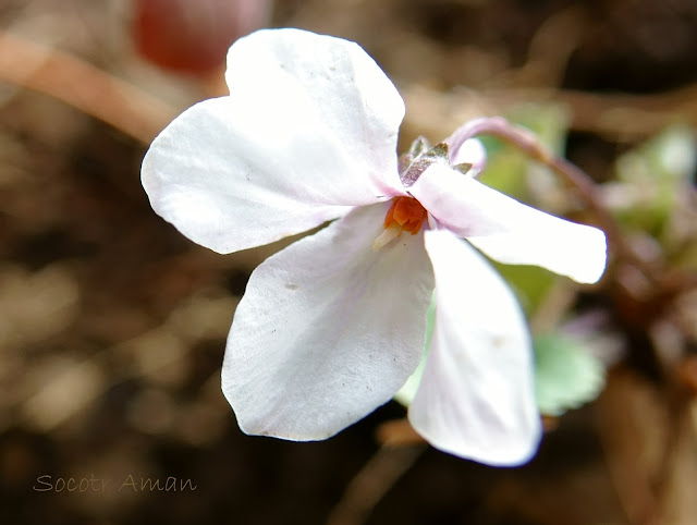 Viola grypoceras