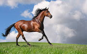 Caballos Corriendo Imágenes de Animales. Caballos Blancos Corriendo (caballos corriendo imagenes de animales )