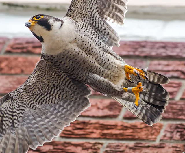 Peregrine Falcon Visit at Arnhem Milnerton Cape Town Copyright Vernon Chalmers 05