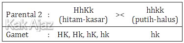 F1 (HhKk) disilangkan marmut berambut putih dan halus (hhkk)