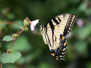 Eastern tiger swallowtail