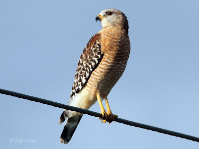 Red-shouldered Hawk