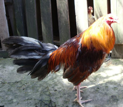 gallo fino colorado en medio del sol de la mañana en el criadero