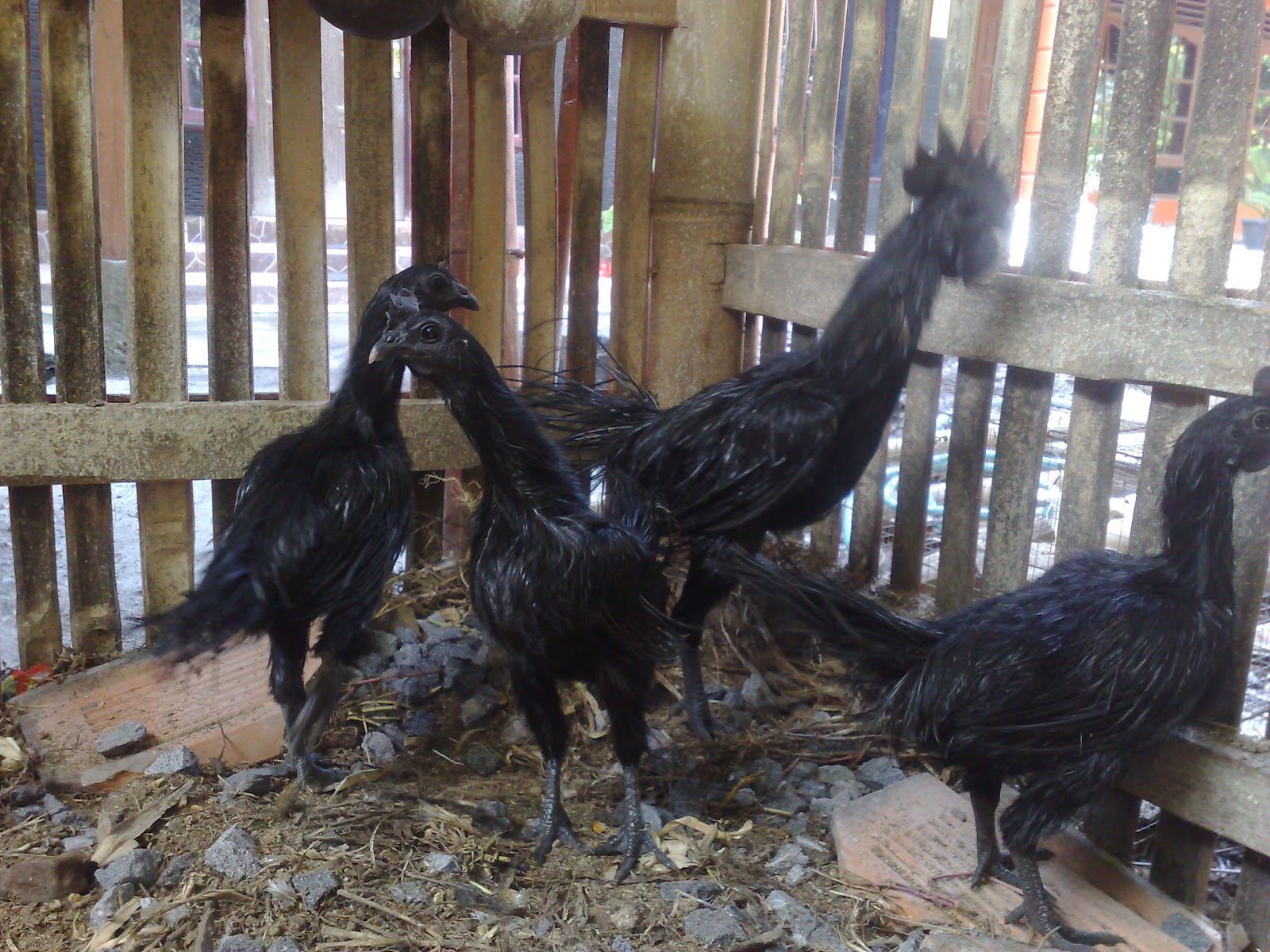 Koleksi Unik 86 Ayam  Langka Induk  dan Anakan Ayam  