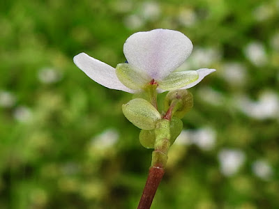 牛軛草的花