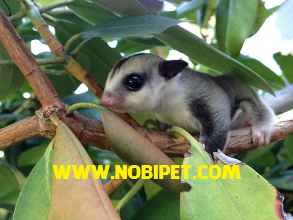 ban-soc-bay-uc-sugar-glider-gia-re-da-nang-1