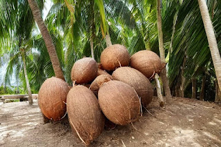 Pohon dan buah kelapa penuh manfaat