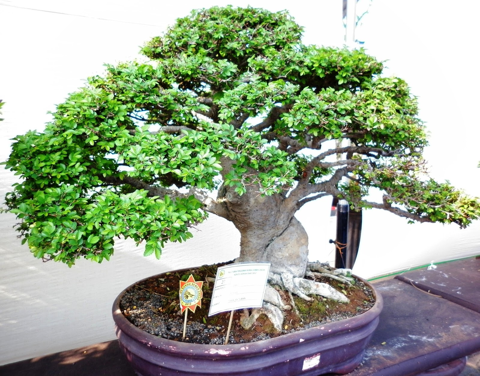  Gambar  10 Terbaik Kontes Bonsai  ESGE 2012 Bonsai  Tuban