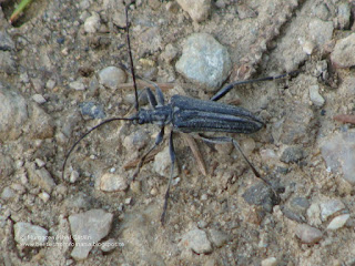 Oxymirus cursor male DSC141490