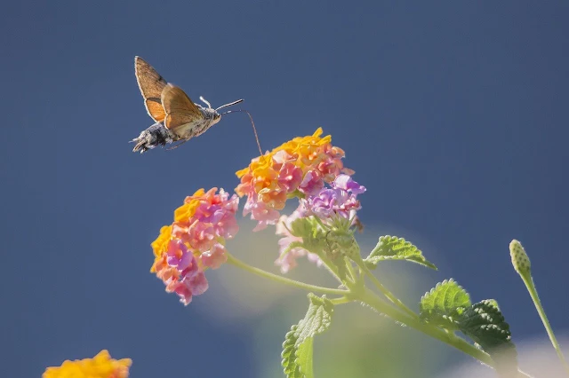 Cute Humming Bird In Flower