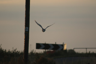 Barn Owl