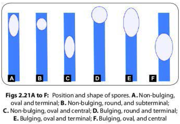 Position and shape of spore