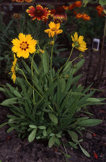 Coreopsis