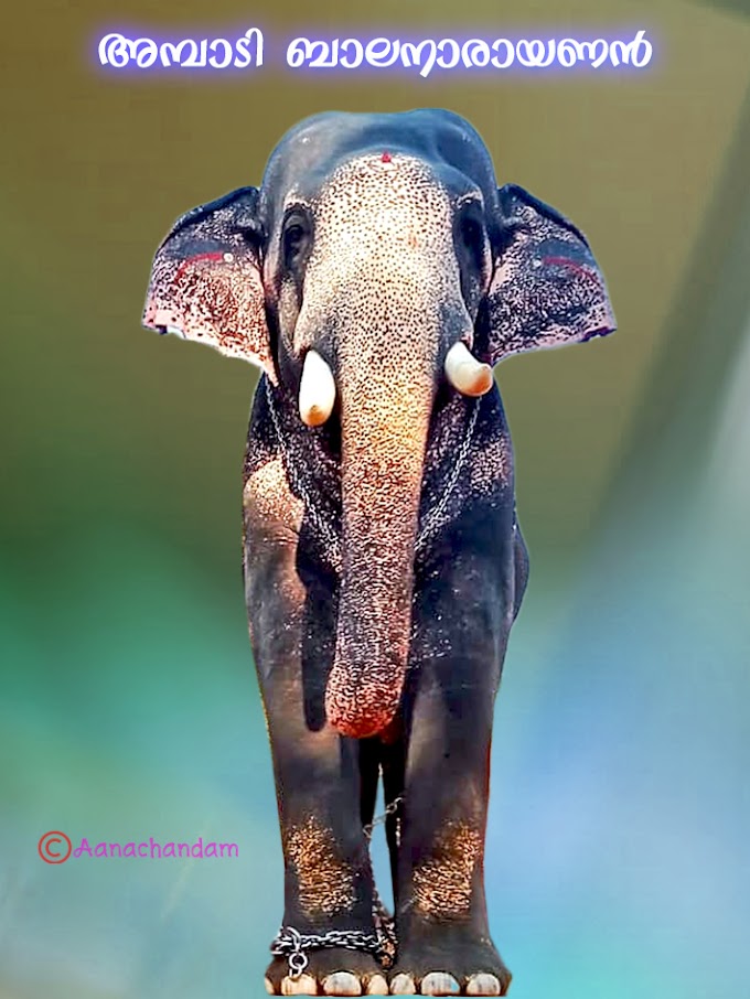 Kerala elephant Ambadi Balanarayanan - Ambadi Balanarayanan Kerala elephant 