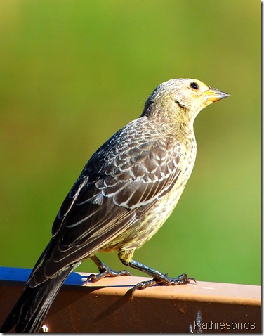 4. juv cowbird