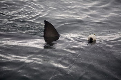 Shark Seen On www.coolpicturegallery.us