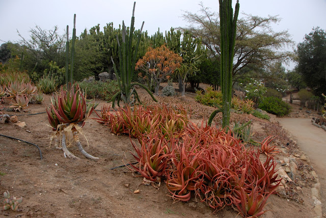 orange aloe vera