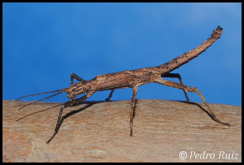 Ninfa macho L3 de Tisamenus serratorius, 3,2 cm de longitud