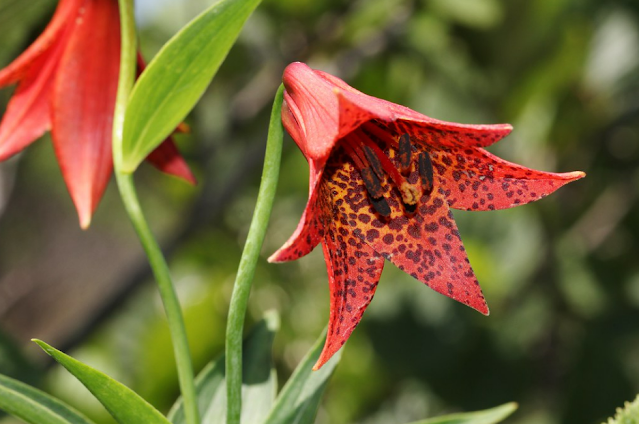 Лилия Грея (Lilium grayi)