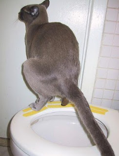 how to treat cat diarrhea