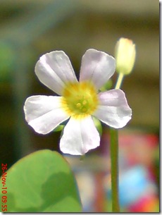 Oxalis barrelieri-Belimbing Tanah-Lavender sorrel 27