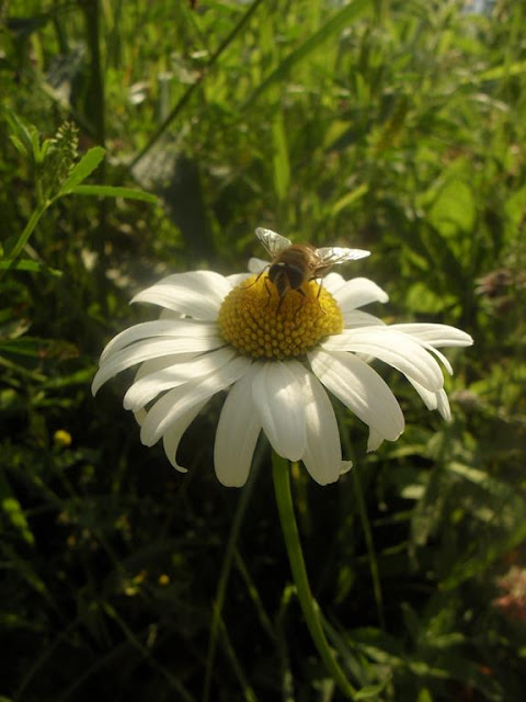 Pszczoła w Bieszczadach